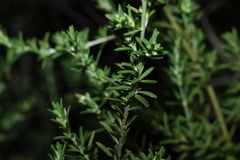 Prostanthera behriana, photograph (c) Greg Tasney, some rights reserved (CC BY-SA)
