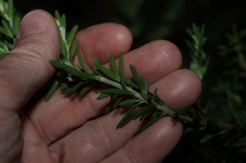 Prostanthera behriana, photograph 5