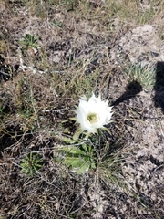 Echinopsis oxygona