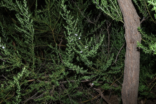 Prostanthera behriana, photograph 6