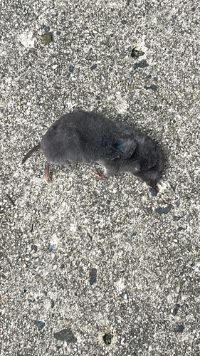 Northern Short-tailed Shrew