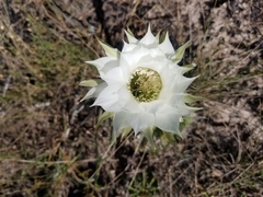 Echinopsis oxygona