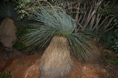 Xanthorrhoea quadrangulata