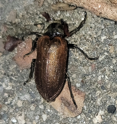 Cedar Beetle