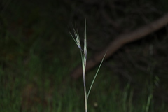 Themeda triandra
