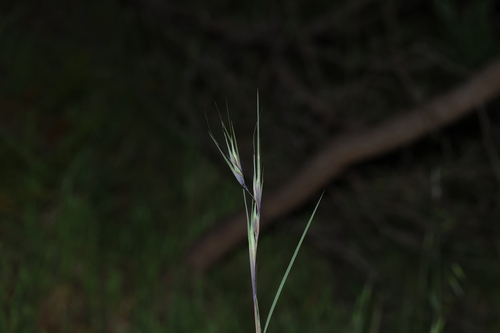 Themeda triandra, photograph 1