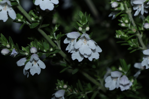 Prostanthera behriana