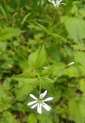 Stellaria nemorum