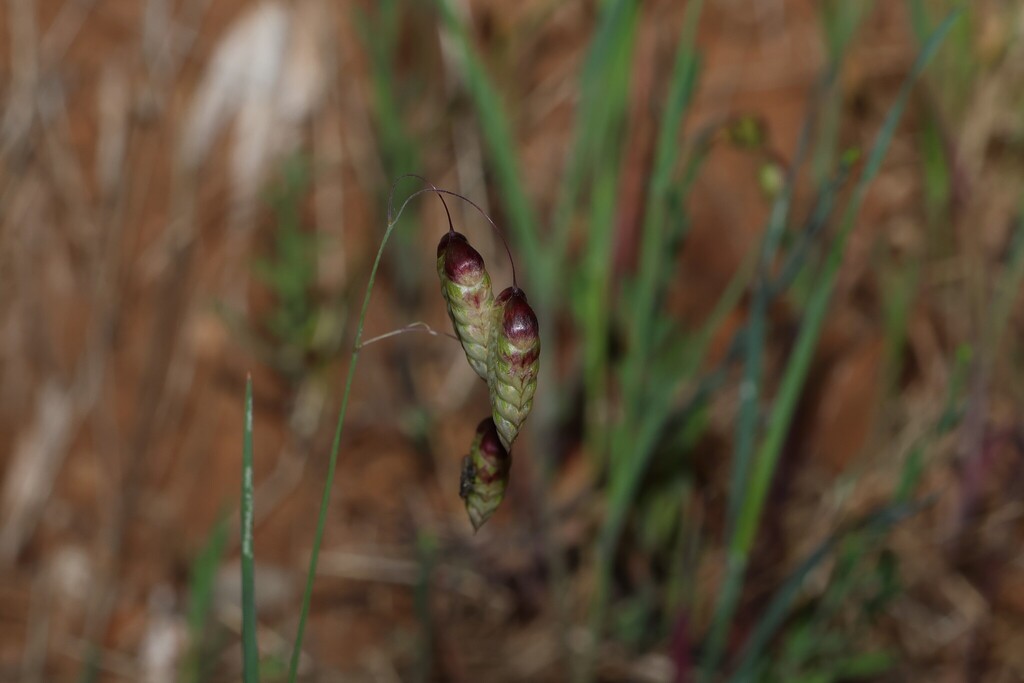 Briza maxima; photograph (c) Greg Tasney, some rights reserved (CC BY-SA)
