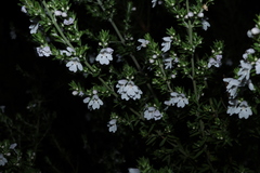 Prostanthera behriana, photograph (c) Greg Tasney, some rights reserved (CC BY-SA)