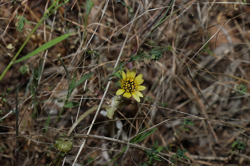 Arctotheca calendula, photograph 6