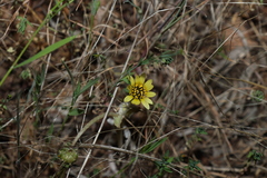 Arctotheca calendula, photograph (c) Greg Tasney, some rights reserved (CC BY-SA)