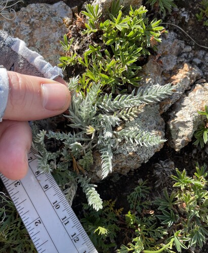Oxytropis splendens