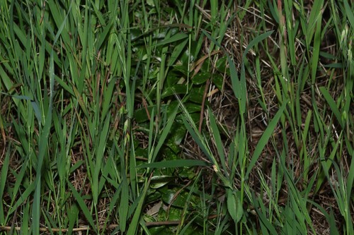 Asparagus asparagoides, photograph 1