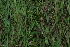 (c) Greg Tasney, some rights reserved (CC BY-SA) Asparagus asparagoides, photograph (c) Greg Tasney, some rights reserved (CC BY-SA)
