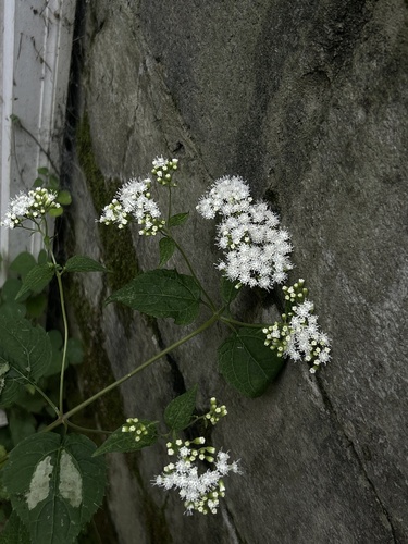 white snakeroot