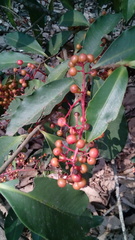 Ardisia compressa