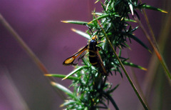 Bembecia uroceriformis