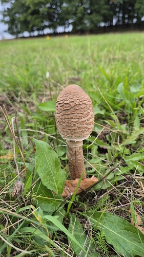 Parasol
