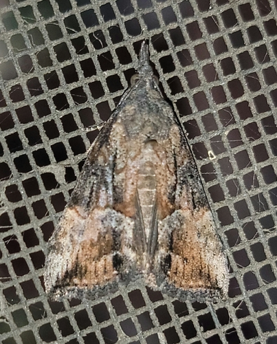 Green Cloverworm Moth