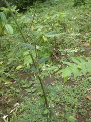 Aeschynomene americana