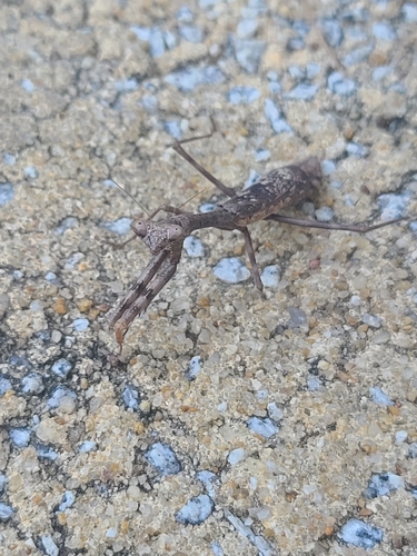 Carolina Mantis
