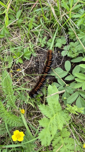 Fox Moth