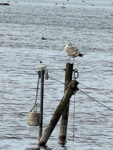 Common Tern
