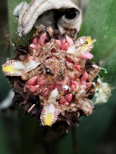 Plagiostachys observed 2026-09-25