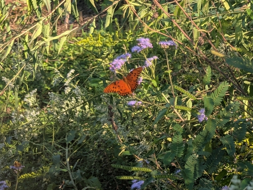 Gulf Fritillary