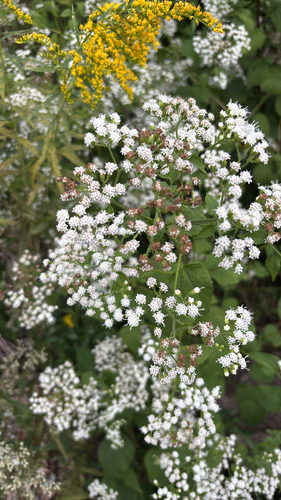 white snakeroot