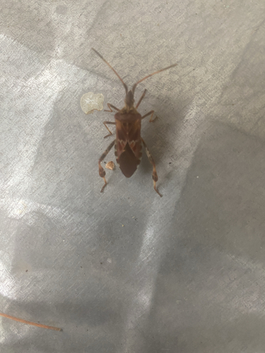 Western Conifer Seed Bug