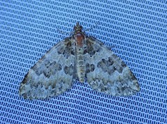 Electrophaes corylata