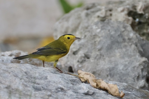 Wilson's Warbler