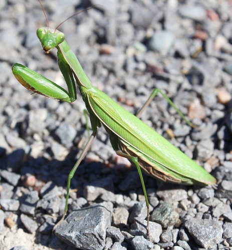 European Mantis