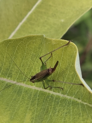 Short-winged Meadow Katydid