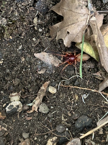 Woodlouse Spider
