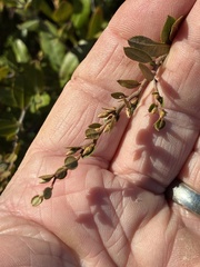 Chamaedaphne calyculata, photograph (c) Jamie VanBuskirk, some rights reserved (CC BY)