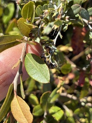 Chamaedaphne calyculata, photograph (c) Jamie VanBuskirk, some rights reserved (CC BY)