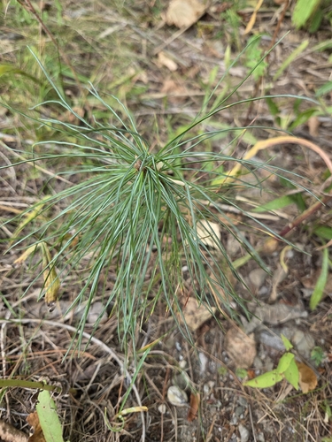 eastern white pine