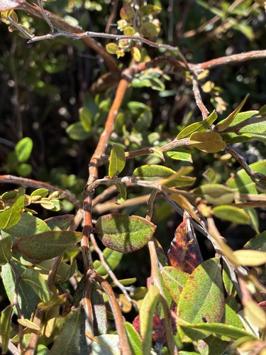 Chamaedaphne calyculata, photograph 3