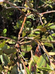 Chamaedaphne calyculata, photograph (c) Jamie VanBuskirk, some rights reserved (CC BY)