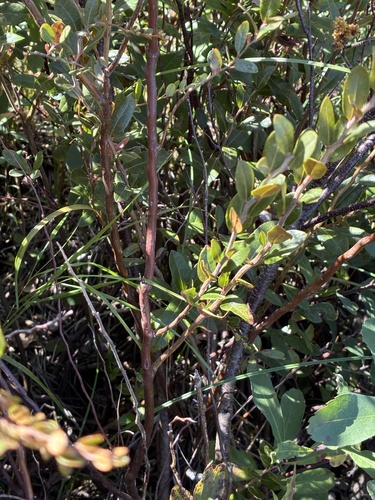 Chamaedaphne calyculata, photograph 4