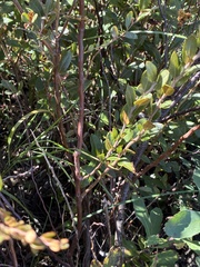 Chamaedaphne calyculata, photograph (c) Jamie VanBuskirk, some rights reserved (CC BY)