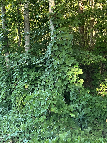 kudzu