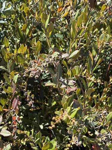 Chamaedaphne calyculata, photograph 5