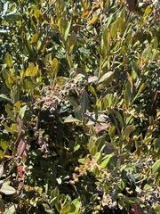 Chamaedaphne calyculata, photograph (c) Jamie VanBuskirk, some rights reserved (CC BY)