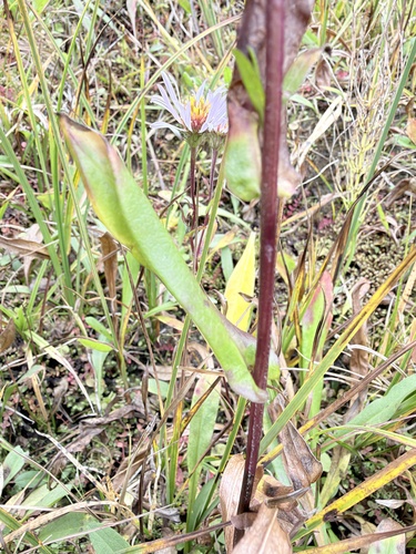 Symphyotrichum foliaceum observed 2026-09-23
