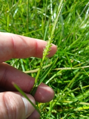 Glyceria declinata