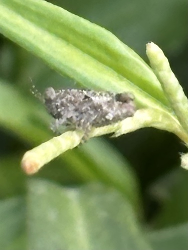 Mexican Pygmy Grasshopper